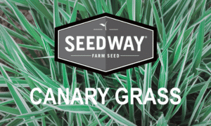 RIVAL/BELLEVUE Canarygrass