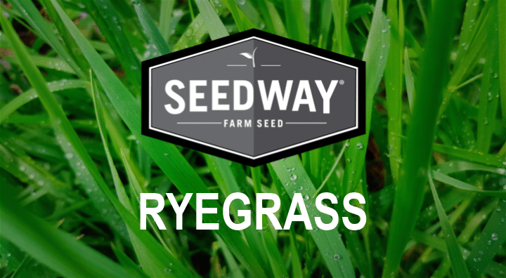 Elena Perennial Ryegrass Seedway,Checkers Pyramid Strategy