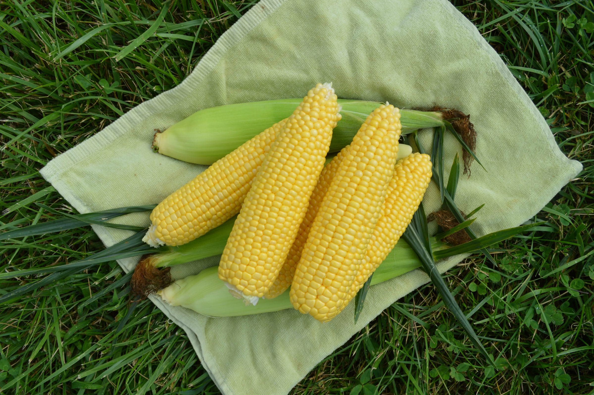 SC 1336 Sweet Corn (Cruiser Treated)