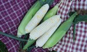 XTH 3674 Sweet Corn (Cruiser Treated)
