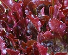 Blade (Treated Seed)