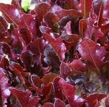 Blade (Treated Seed)