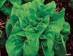 Deer Tongue Red (Organic)