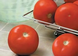 Sebring Tomato (Treated Seed)