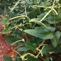 Texas Cream 12 Cowpea (Treated Seed)