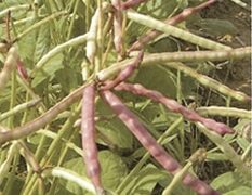 Top Pick Brown Crowder Cowpea (Not Treated)