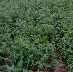 Texas Cream 8 Cowpea (Treated Seed)