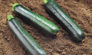 Raven Zucchini (Not treated Seed)
