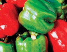 California Wonder Sweet Pepper