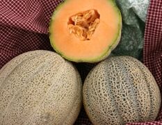 Hearts Of Gold OP Melon (Treated Seed)