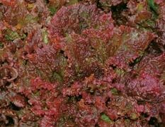 Ruby Lettuce (Not treated Seed)