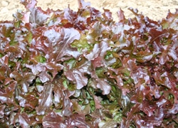 Salad Bowl Red (Not Treated)