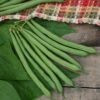 Blue Lake 274 Green Pod Bush Bean (Treated Seed) | Seedway