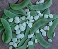 Fordhook 242 Lima Bean (Not Treated)