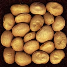 Fava Horticultural Bean (Not Treated)