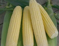 Iochief Sweet Corn (Treated Seed)