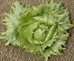 Summertime Lettuce (Not Treated)