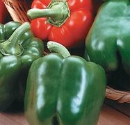 King Arthur Bell Pepper (Treated Seed)