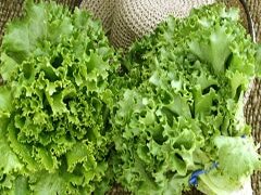 Bergam’s Green (Primed &Pelleted Seed)