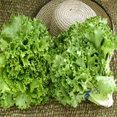 Bergam’s Green (Primed &Pelleted Seed)