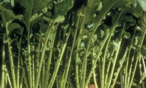 Topper Turnip (Not Treated)