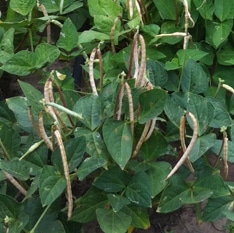 Dixie Lee Cowpea (Treated Seed) | Seedway