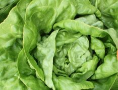 Harmony (Primed & Pelleted Seed)