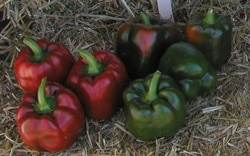 Crusader Bell Pepper (Treated Seed)