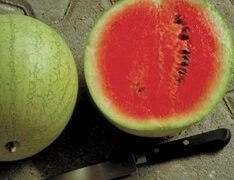 Mickylee Watermelon (Treated Seed)