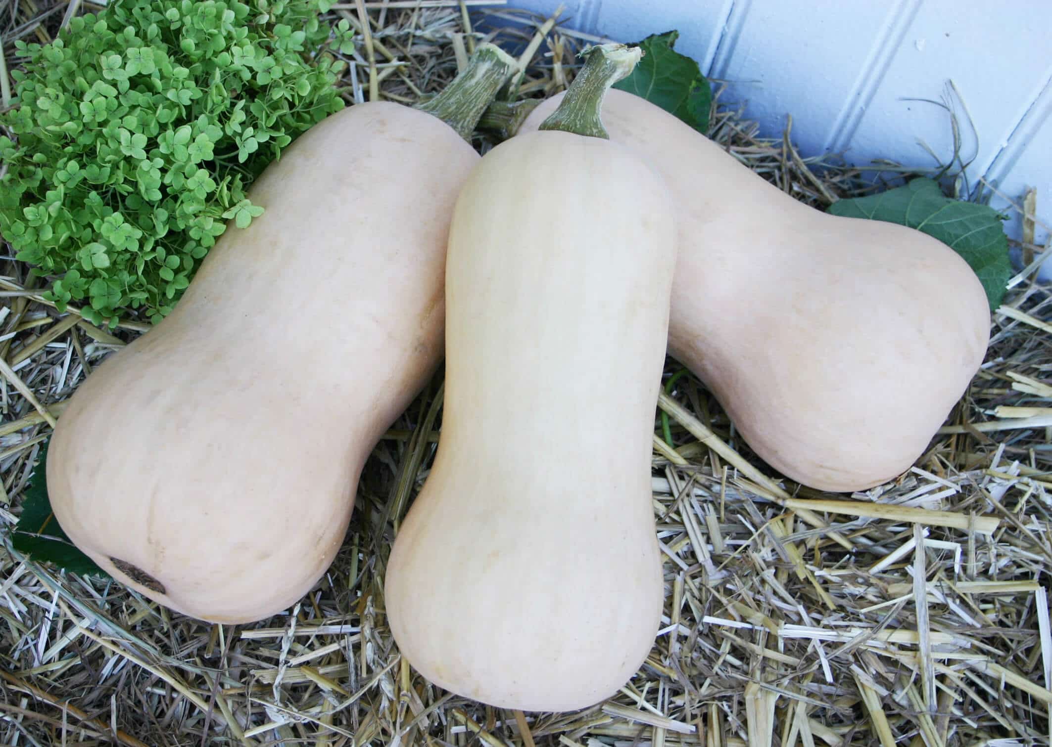 Avalon Squash (Treated)