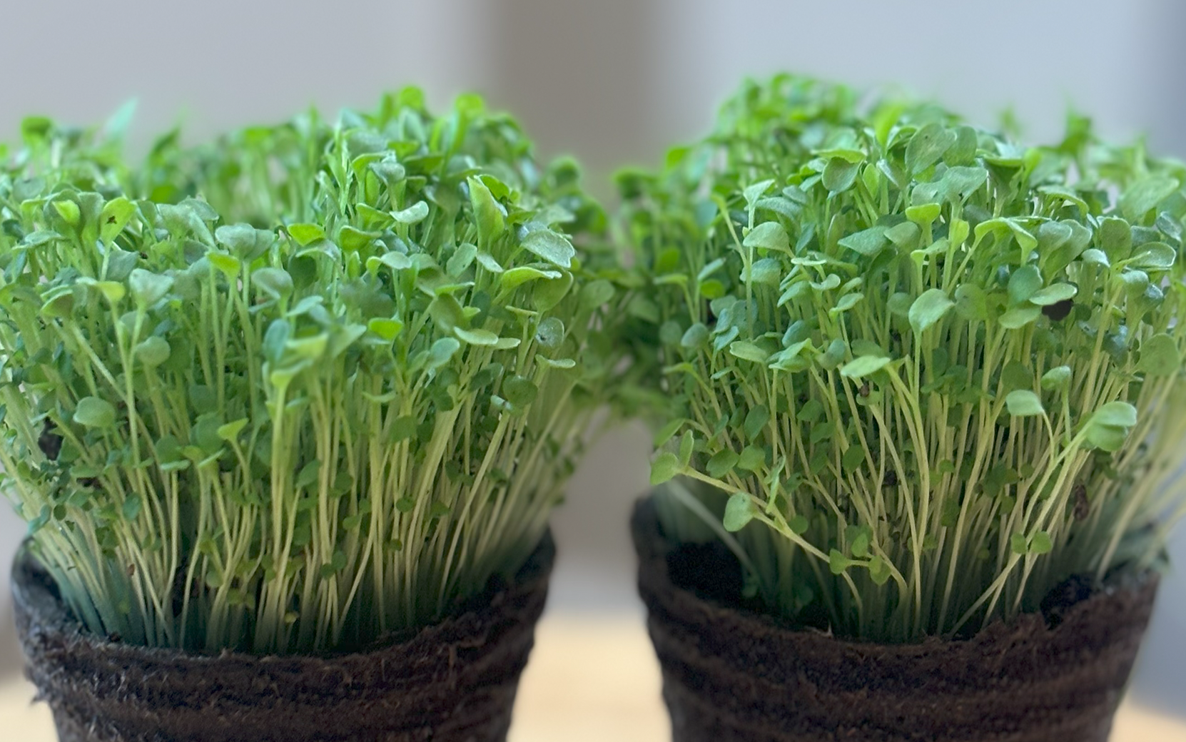 Arugula Bellezia (Organic) - Image 4