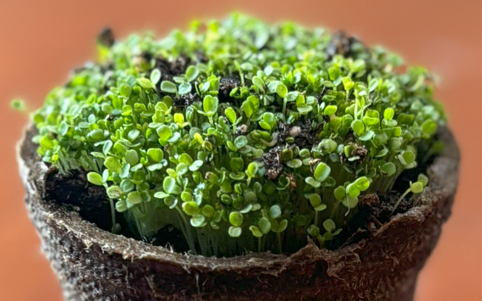 Arugula Bellezia (Organic) - Image 2