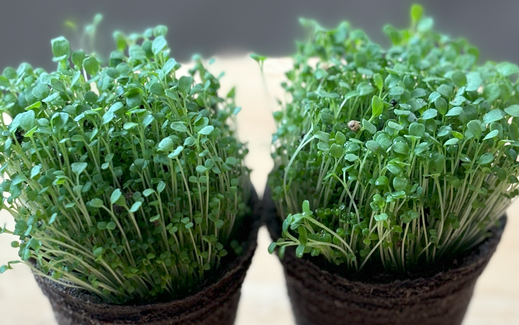 Arugula Bellezia (Organic) - Image 3