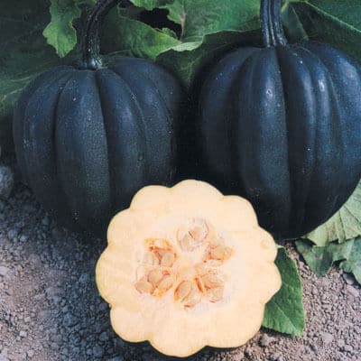 Woning Kreunt combinatie Autumn Delight Squash (Farmore) | Seedway