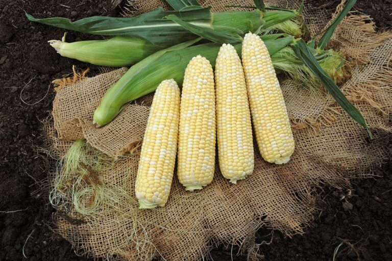 Awesome XR Sweet Corn (Cruiser Treated) Seedway