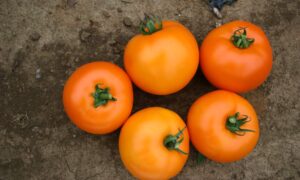 BHN 871 Tomato (Not Treated)