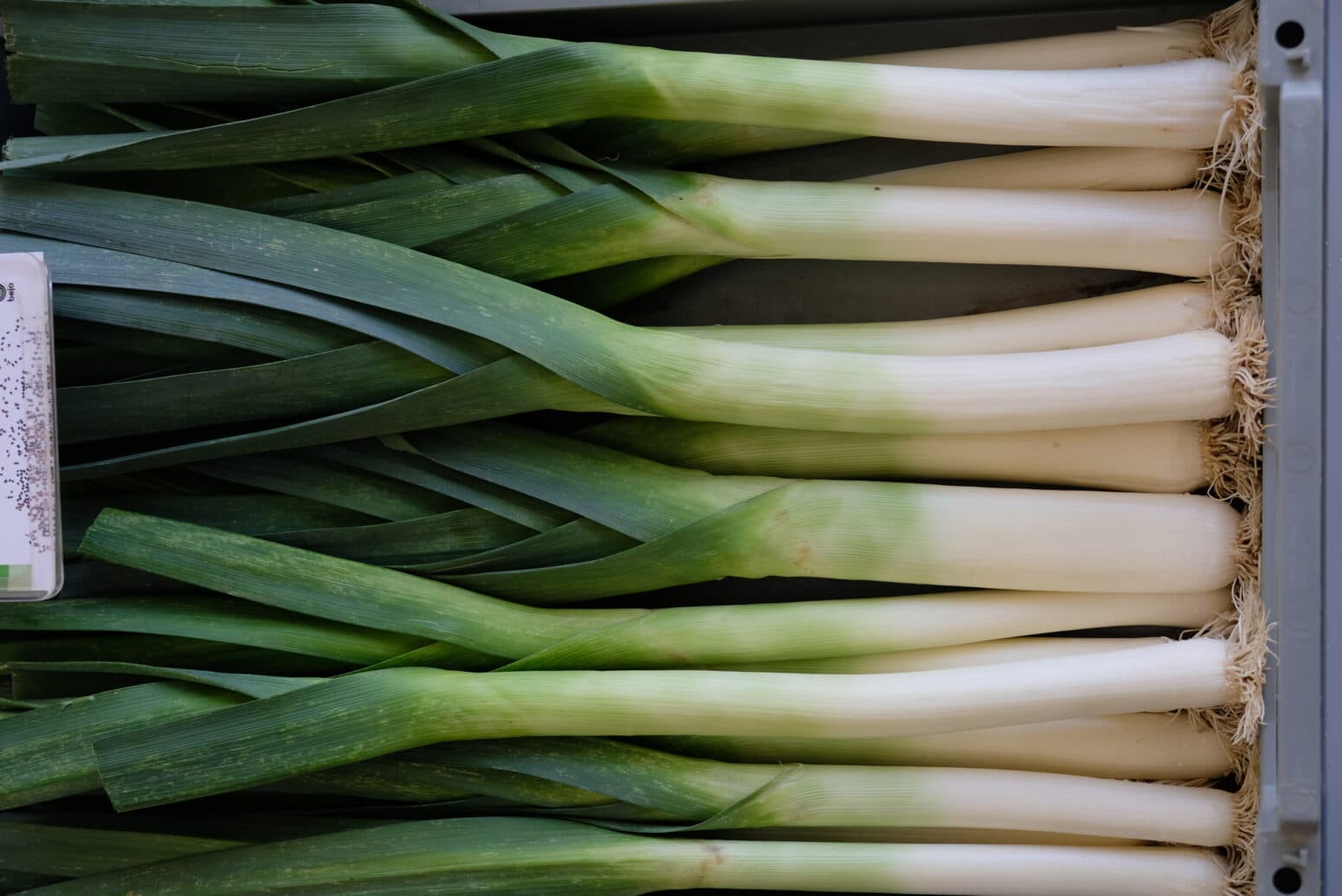 Biker Leek (Primed, Pelleted Seed) Seedway