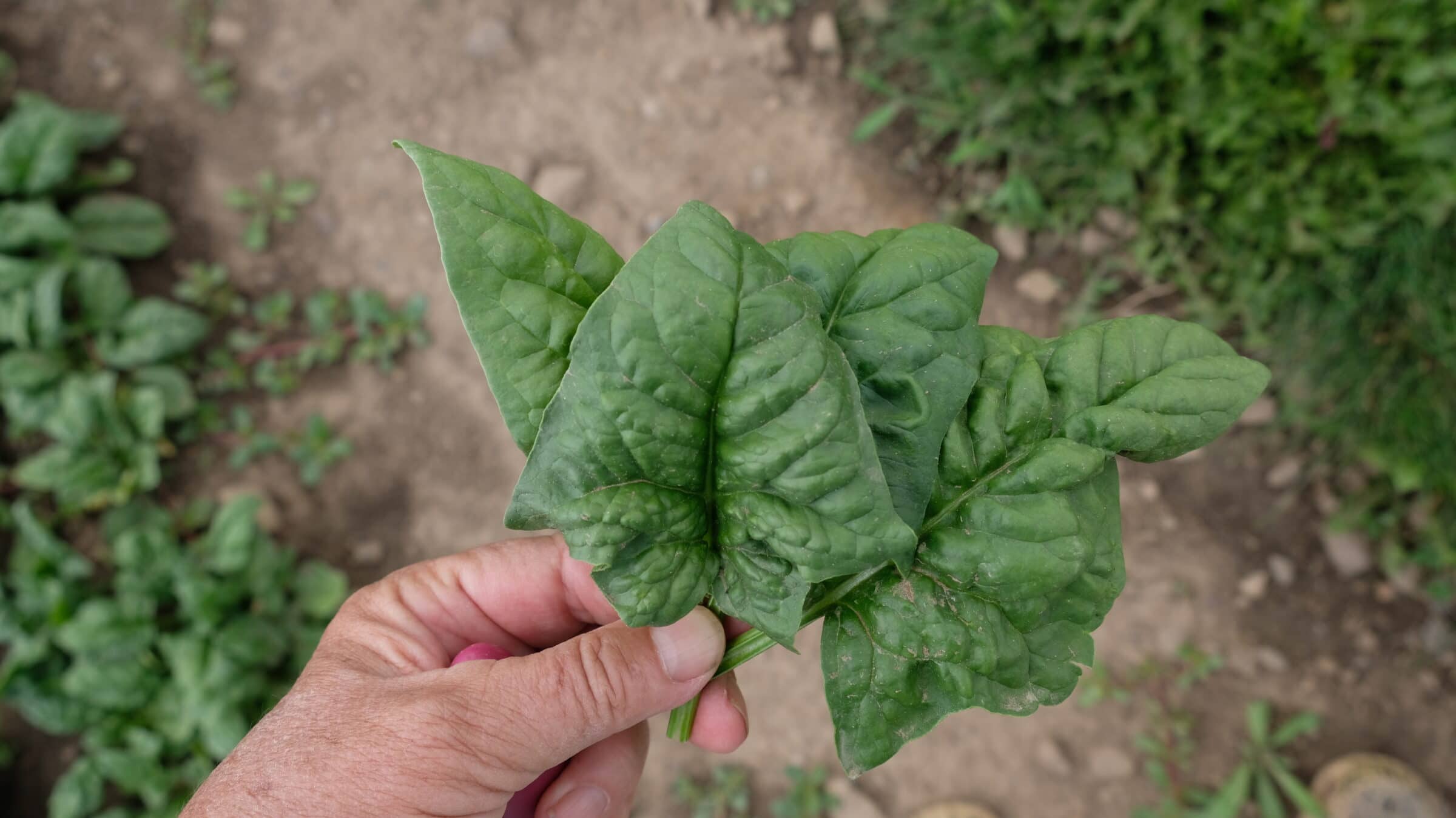 Bloomsdale Spinach (Not Treated)