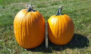 Big Loretta Pumpkin (Farmore)