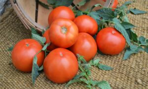 Brick Yard Tomato (Treated Seed)