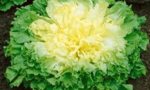 Broadleaf Batavian Endive (Treated Seed)