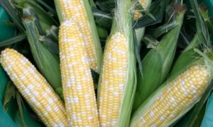 Butter & Sugar Sweet Corn (Treated Seed)