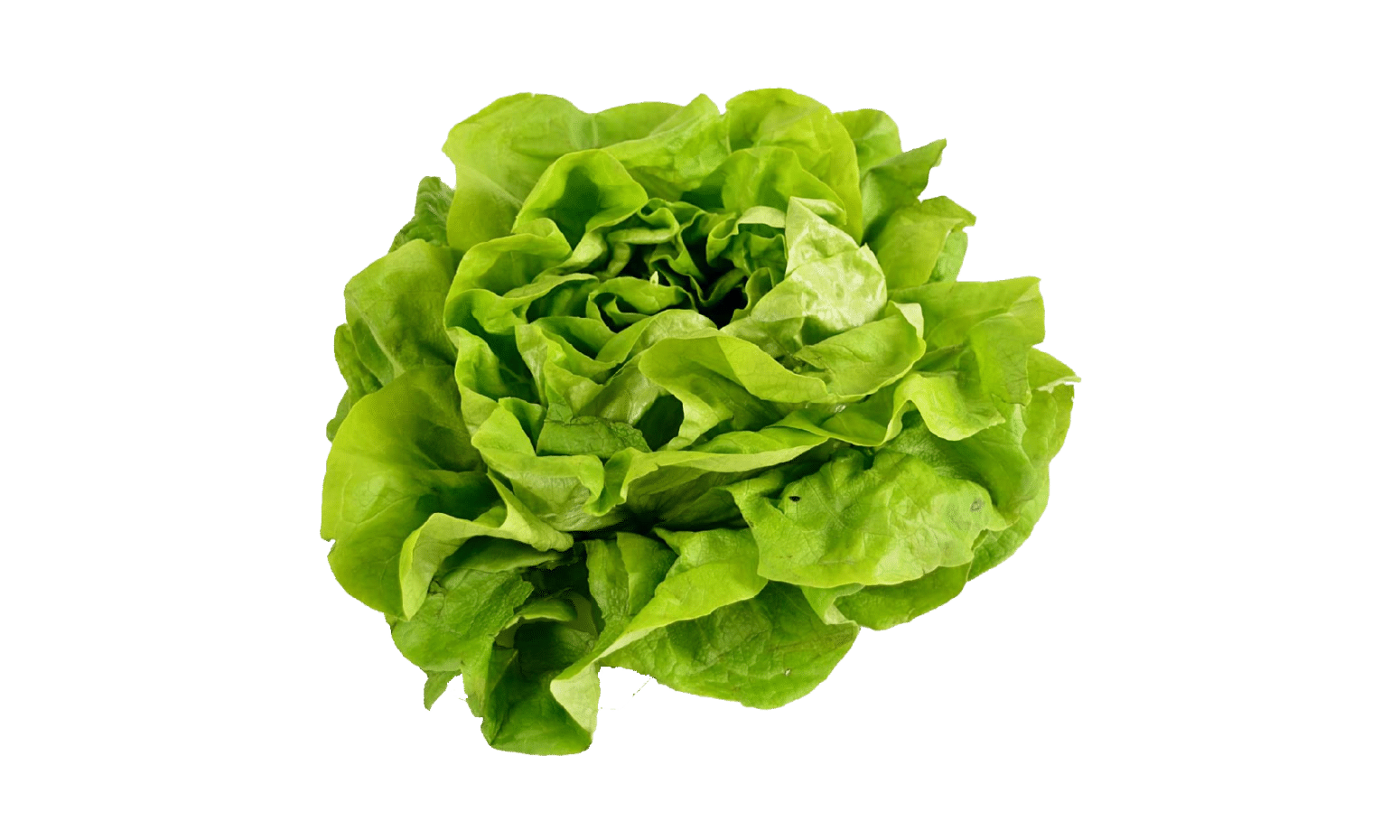 Category Bibb/Boston/Butterhead Seedway