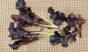 Carmelita (Baby Leaf) (Not Treated Seed)