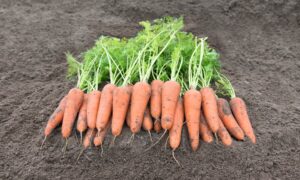 Canberra Carrot (Treated Seed)