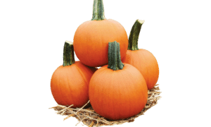 Cannon Ball Pumpkin (Farmore)