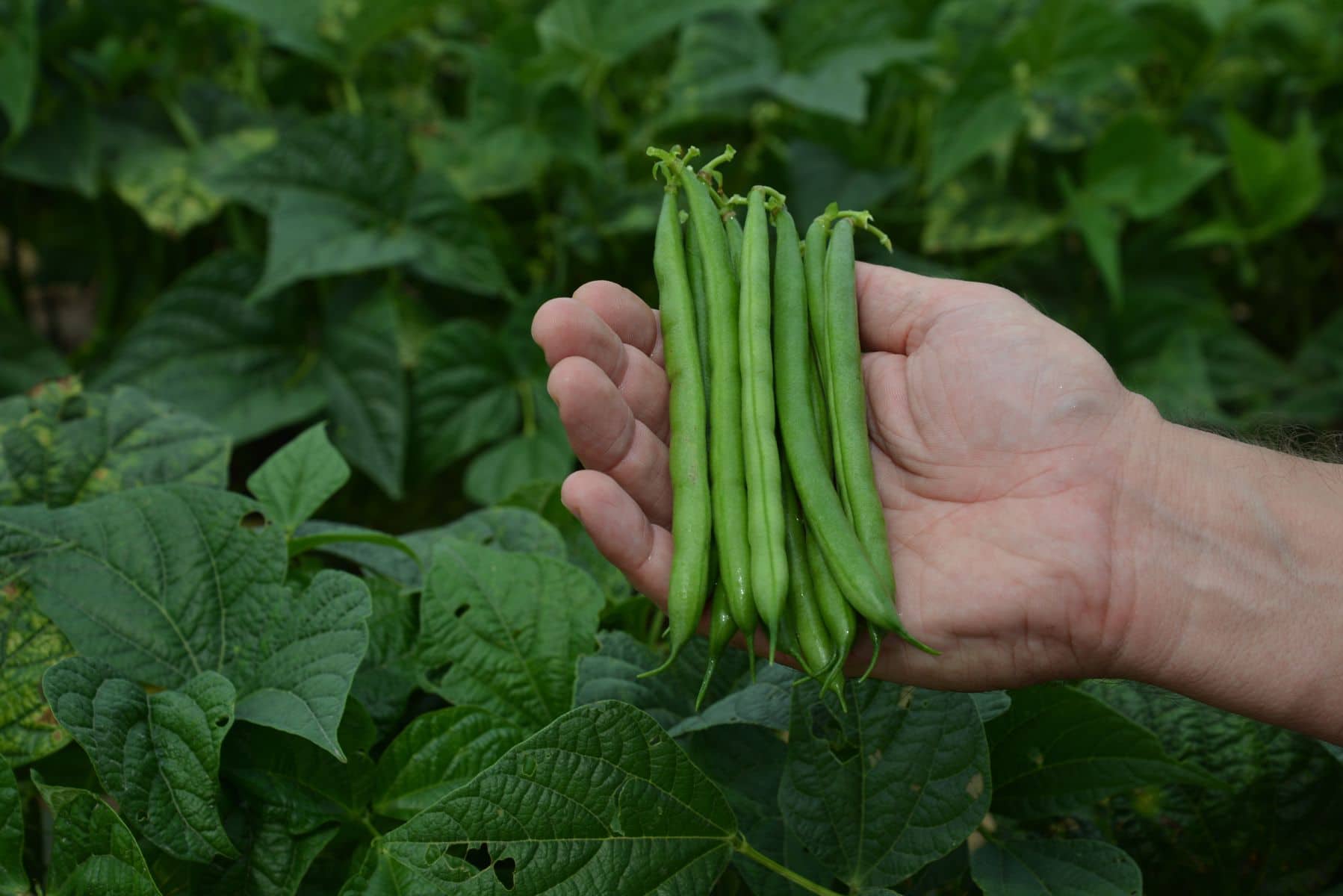 Caprice Green Pod Bush Bean (Cruiser Treated Seed) | Seedway
