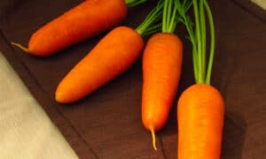 Royal Chantenay Carrot (Treated Seed)