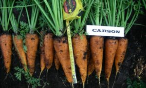 Carson F1 Carrot (Pelleted Seed)