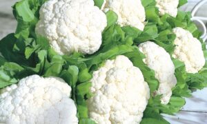 Snow Crown Cauliflower (Not Treated)